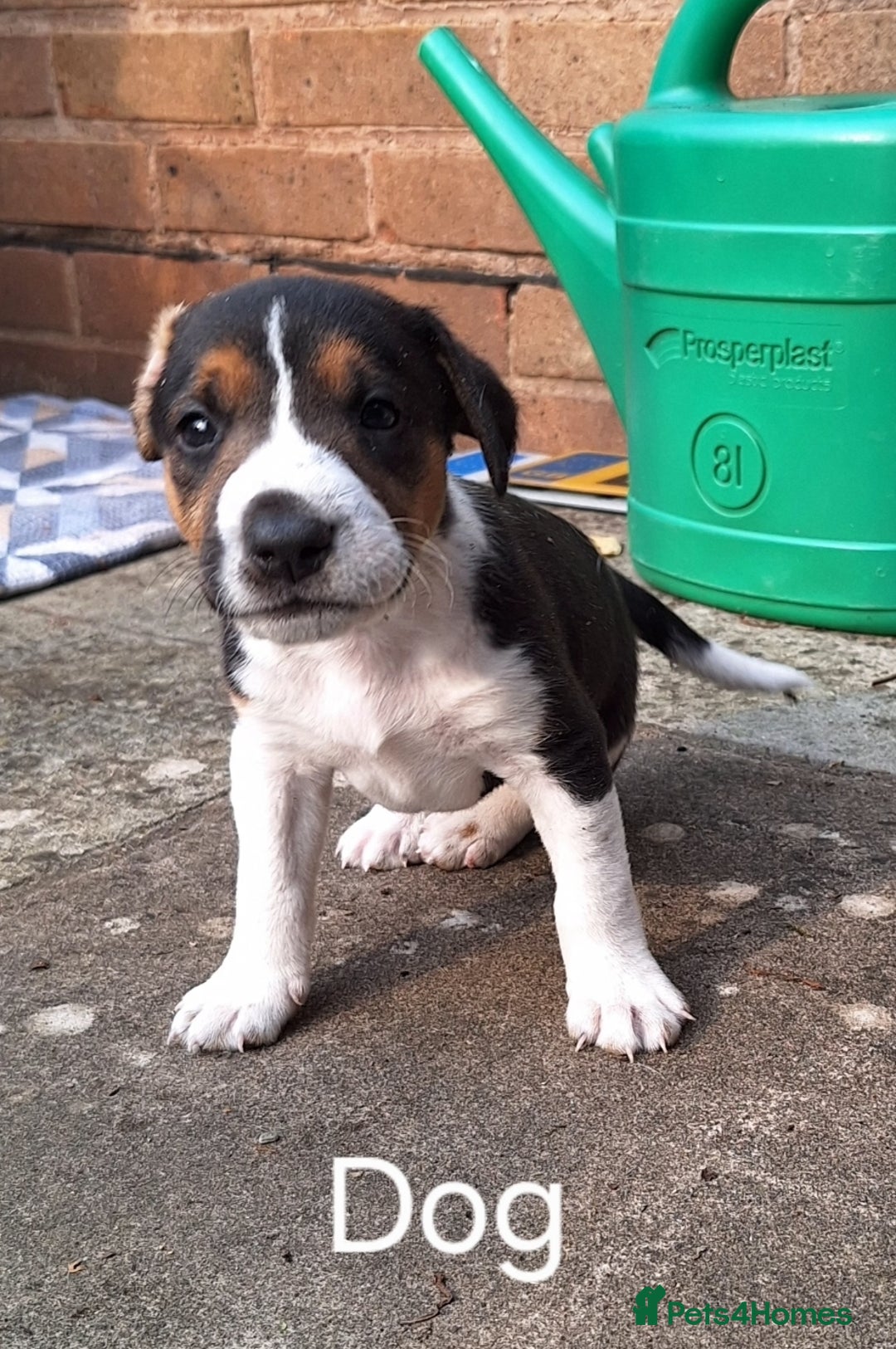 Mixed Breed dogs for sale: Pups for sale - Image 2