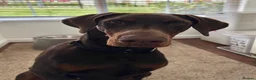Dobermann dogs for sale: Just 1 beautiful, healthy girl left! - Advert 12
