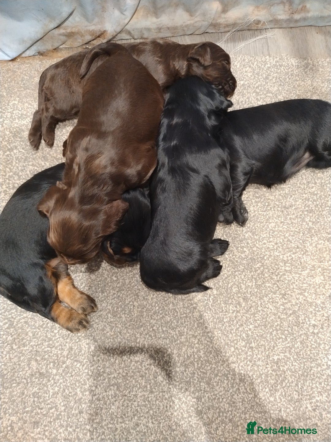 Cocker Spaniel dogs for sale: KC pups  - Advert 7