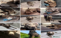 Labrador Retriever dogs for stud: Silver Labrador for stud  - Image 2