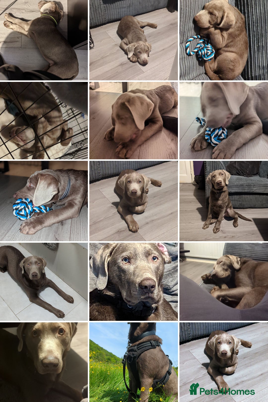 Labrador Retriever dogs for stud: Silver Labrador for stud  - Image 2
