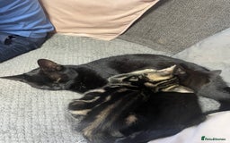 Mixed Breed cats for sale: 2 stunning little kittens for sale - Image 13