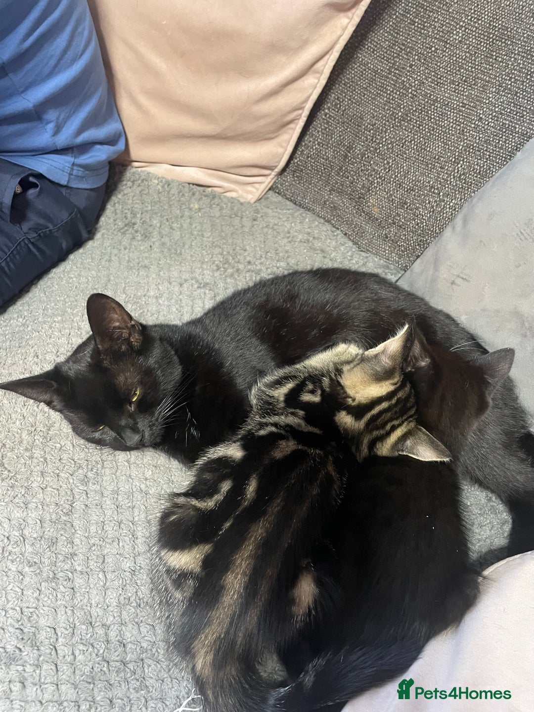 Mixed Breed cats for sale: 2 stunning little kittens for sale - Image 13