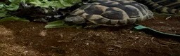 Tortoise reptiles for sale: Hermann tortoises  - Advert 2