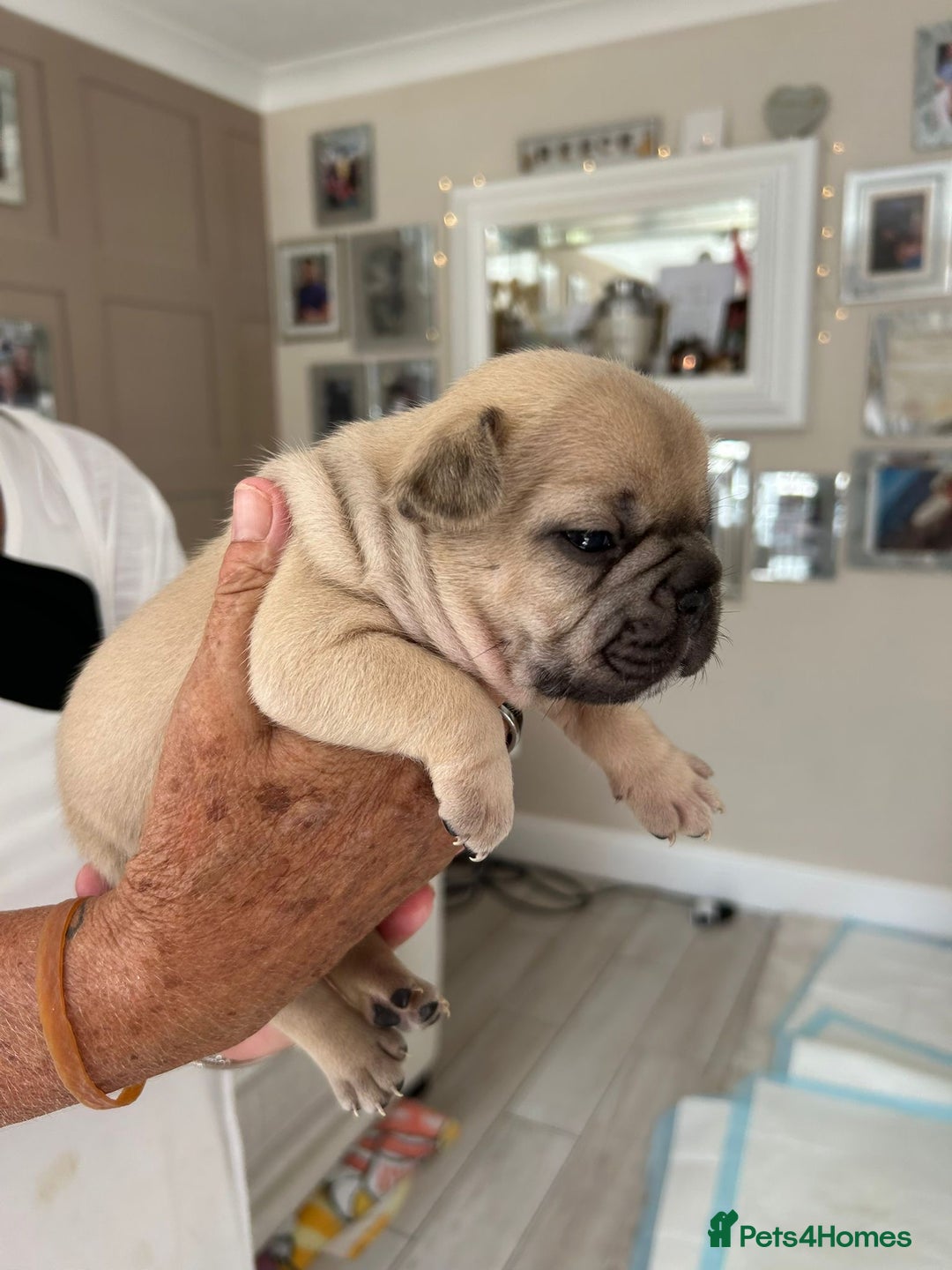 French Bulldog dogs for sale: French Bulldog puppies - Image 21