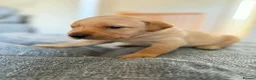 Labrador Retriever dogs for sale: KC Registered Labradors  - Advert 22