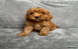 Cockapoo dogs for sale: Adorable Cockapoos looking for forever homes - Image 5
