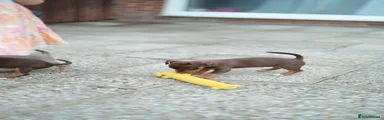 Jack Russell 5