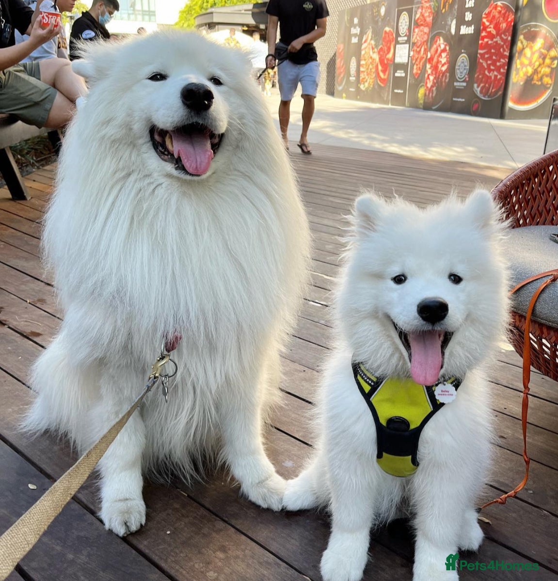 Samoyed dogs URGENT: 1-Year-Old Dog Needs Home in 7 Days - Advert 1