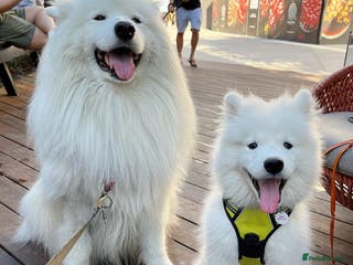 Samoyed dogs URGENT: 1-Year-Old Dog Needs Home in 7 Days - Advert 1