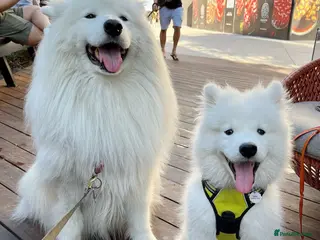 Samoyed dogs URGENT: 1-Year-Old Dog Needs Home in 7 Days - Advert 4