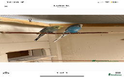 Budgerigars birds for sale: 2 Budgies with Medium Cage & Accessories  - Image 5