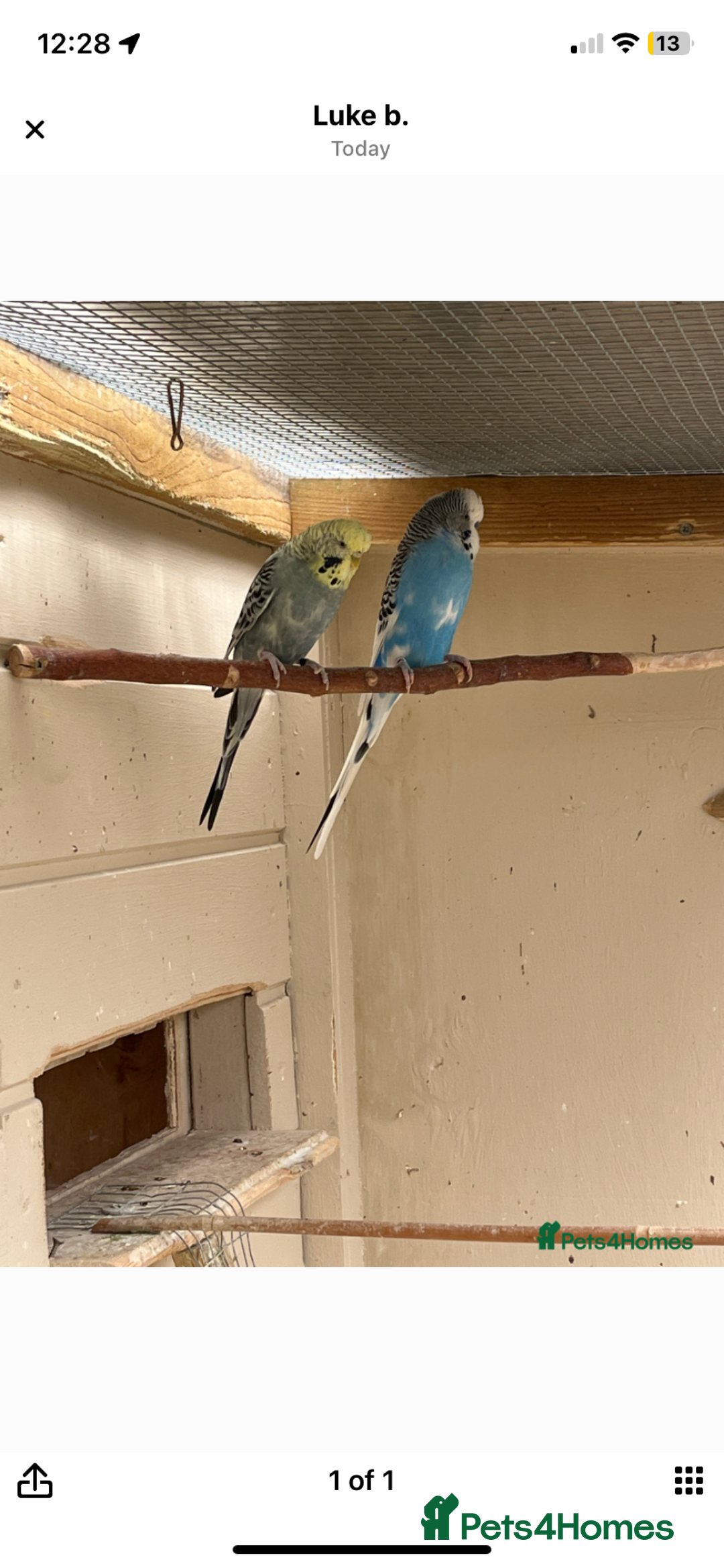 Budgerigars birds for sale: 2 Budgies with Medium Cage & Accessories  - Image 5
