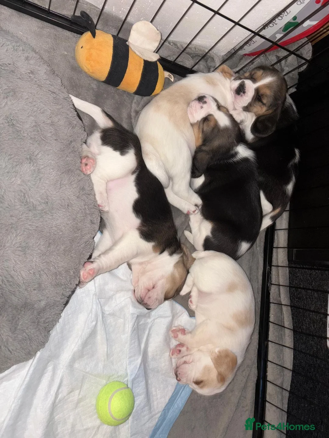 Beagle dogs for sale: Beagle Puppies for sale - Advert 2