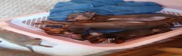 Dachshund dogs for sale: Lovley colourful litter. - Advert 3