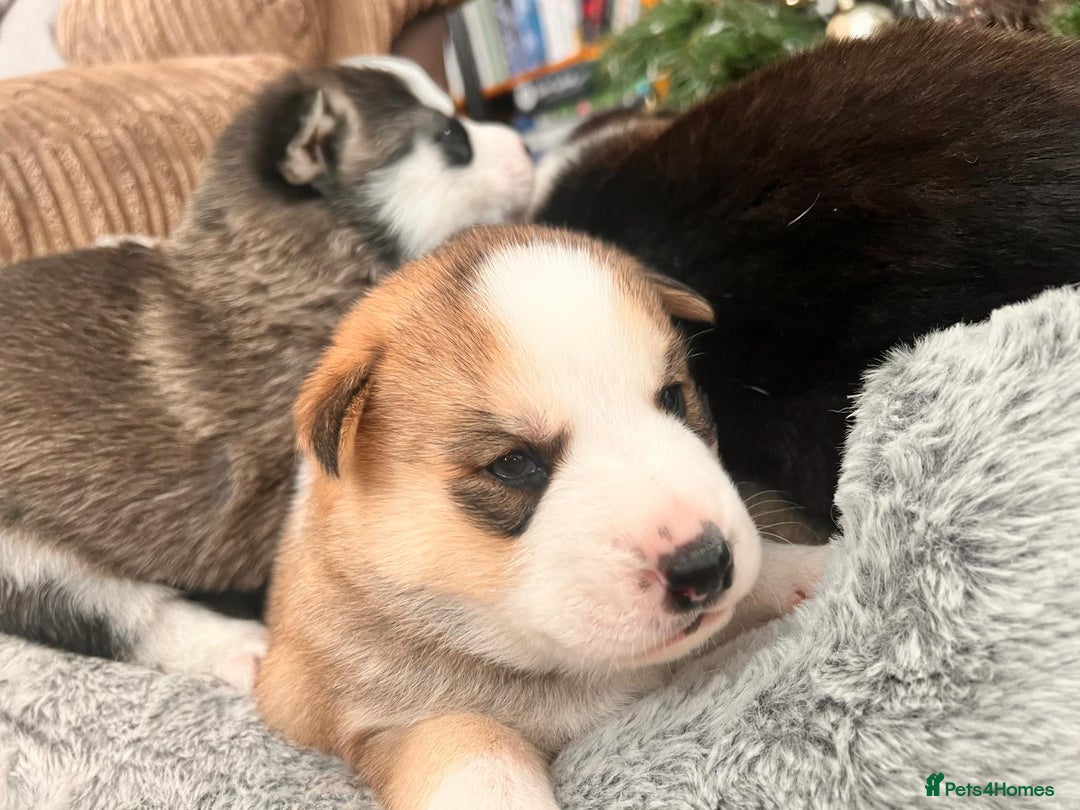 Siberian Husky dogs for sale: Siberian husky puppies x 5 - Advert 14