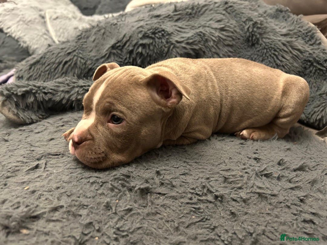 American Bully dogs for sale: 🐾 ABKC Registered Micro/Pocket Bully Puppies! 🐾 - Advert 17