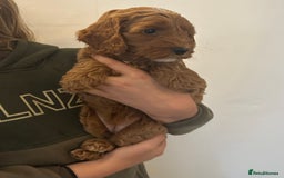 Cockapoo dogs for sale: F1b cockapoo puppies - Image 10