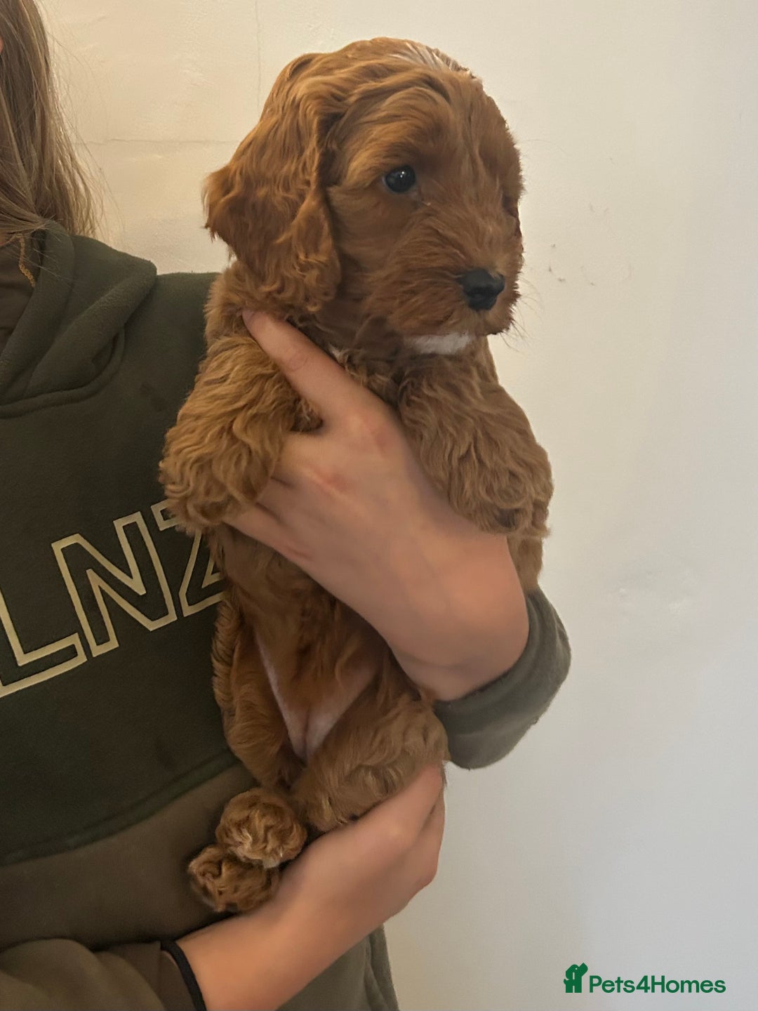 Cockapoo dogs for sale: F1b cockapoo puppies - Image 10