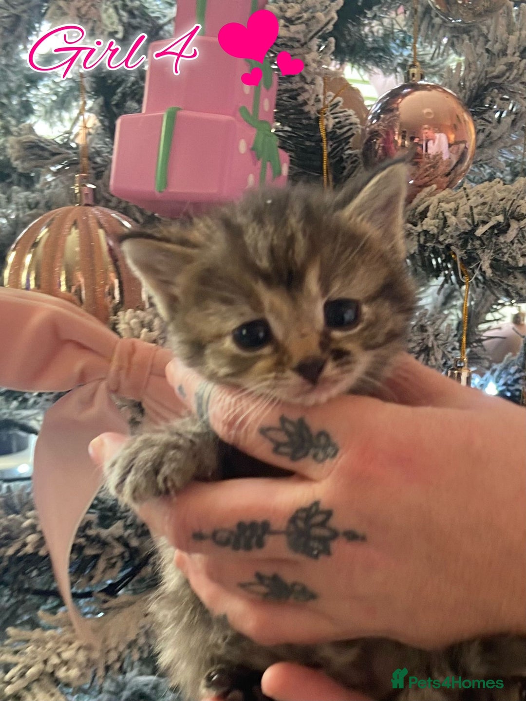 Bengal cats for sale: Last girl  - Advert 1