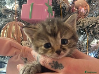 Bengal cats Last girl - Advert 1