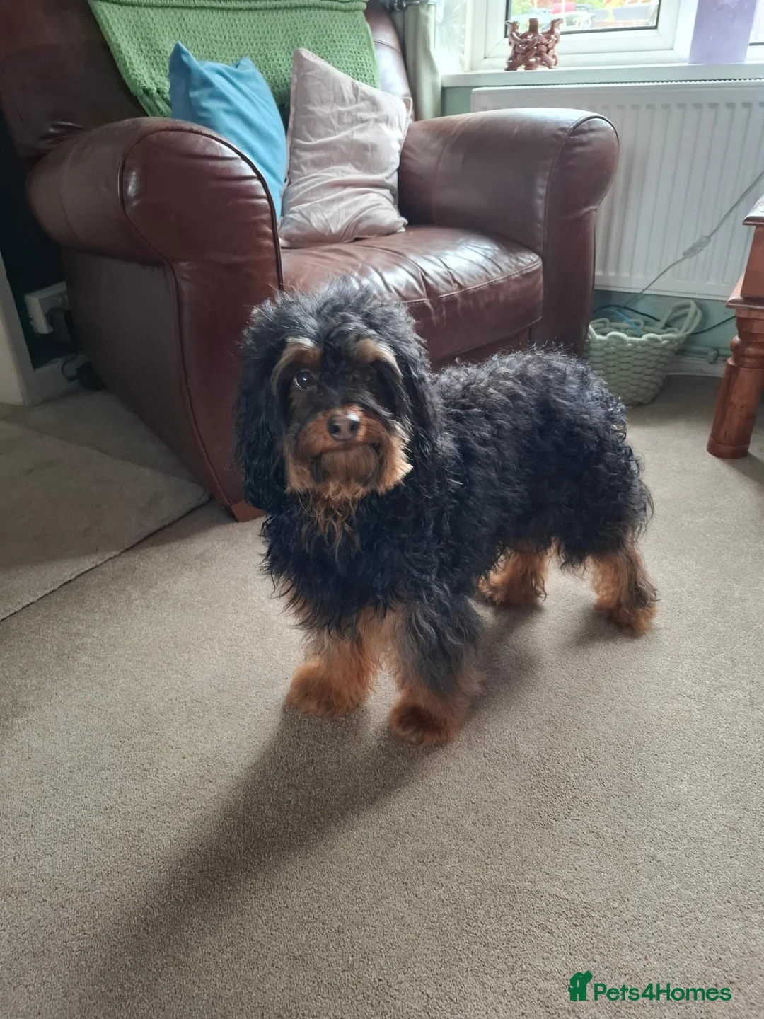 Cockapoo dogs for stud: Phatom cockapoo for stud in Birmingham - Advert 1
