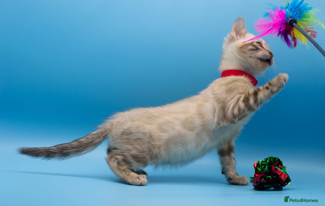 Bengal cats for sale: Beautiful TICA Registered Bengal Kittens - Advert 4