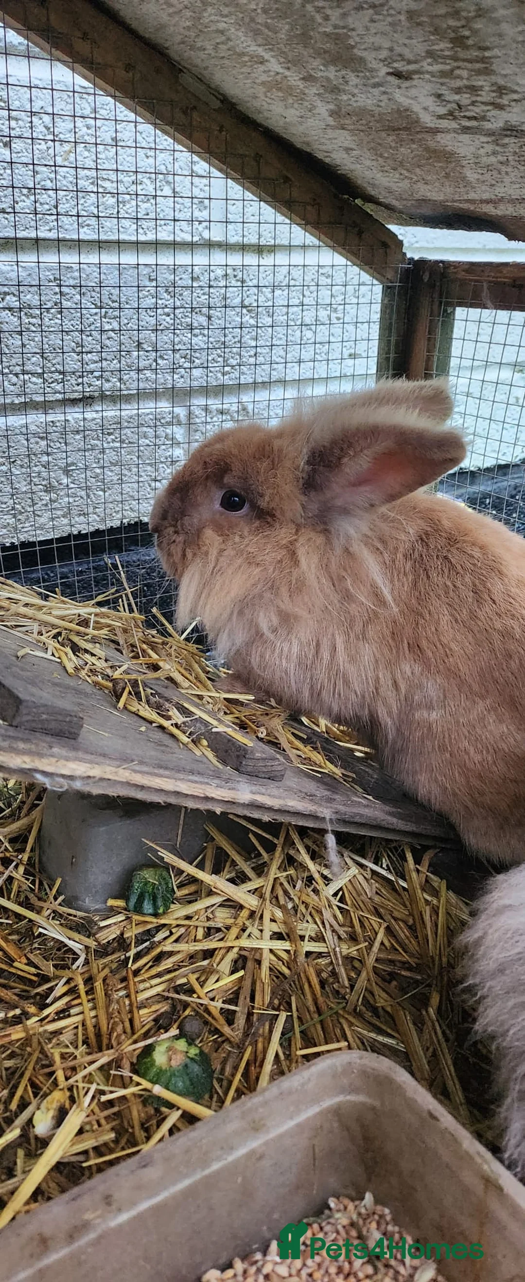 Mixed Breed rabbits for sale: Rabbit pair male and female - Advert 3