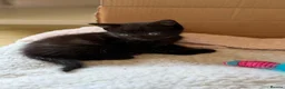 Ragdoll cats for sale: Ragdoll x in Nottingham - Advert 13