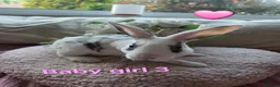Mini Lop rabbits for sale: I have baby mini lops and mini rex available  - Advert 17