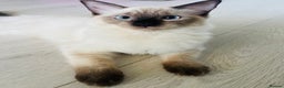 Ragdoll cats for sale: 3 beautiful ragdoll kittens  - Advert 6