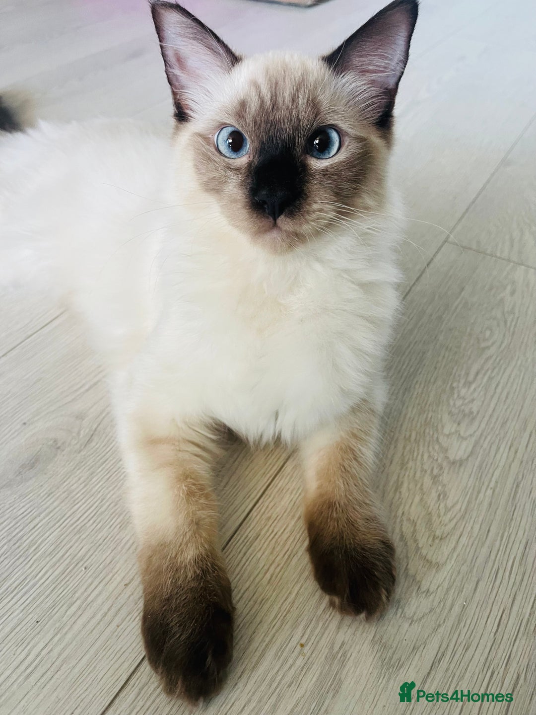 Ragdoll cats for sale: 3 beautiful ragdoll kittens  - Advert 6