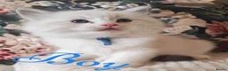 Ragdoll cats for sale: GCCF REGISTERED BEAUTIFUL RAGDOLLS KITTENS  - Advert 31