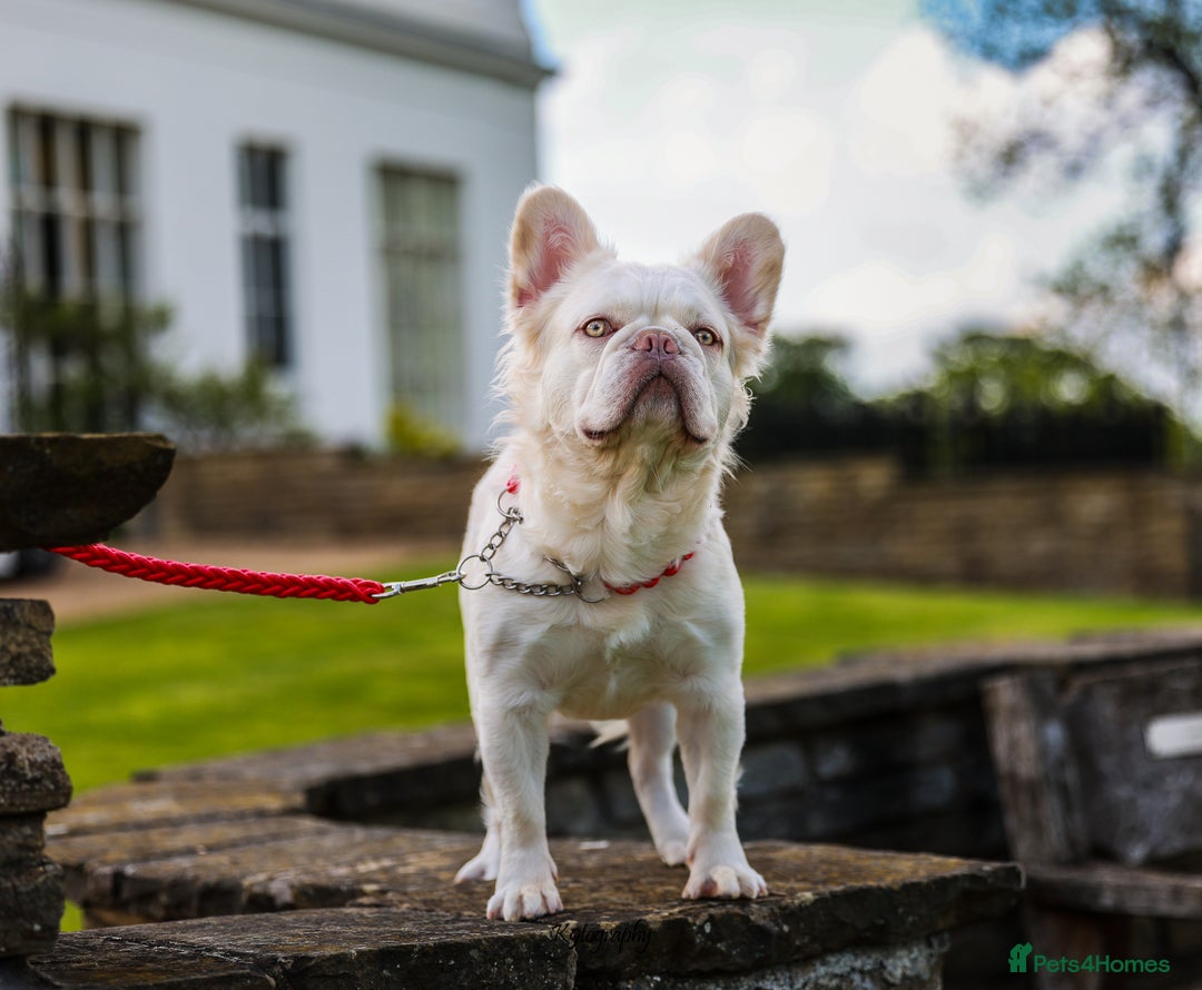 French Bulldog dogs for stud: Visual Fluffy New Shade Producer in Witham - Image 4