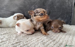 Chihuahua dogs for sale: Long hair chihuahua puppies  - Image 5