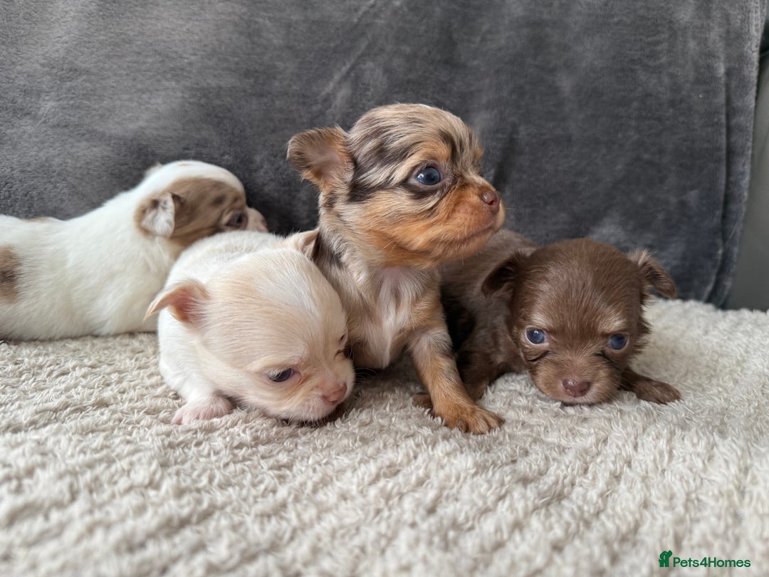 Chihuahua dogs for sale: Long hair chihuahua puppies  - Image 5