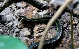 Dragon reptiles for sale: Paradise Flying Snake -  Chrysopelea paradisi in Bournemouth - Image 2