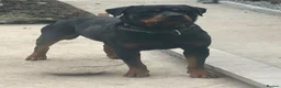 Rottweiler dogs for sale: Digger boy - Advert 2