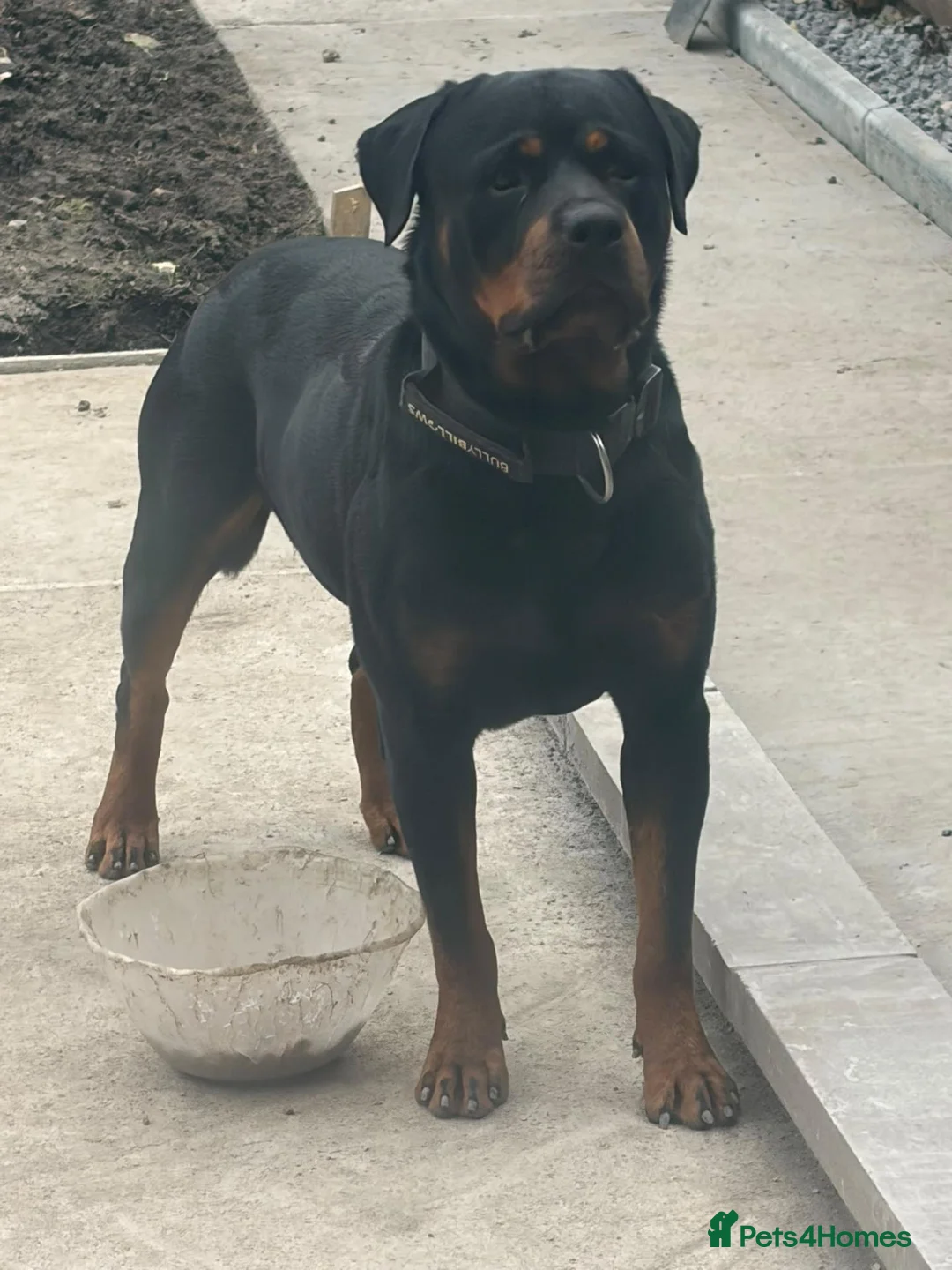 Rottweiler dogs for sale: Digger boy - Advert 2