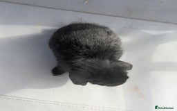 Mini Lop rabbits for sale: Beautiful mini lop bunnies 🐇🐰 - Image 21