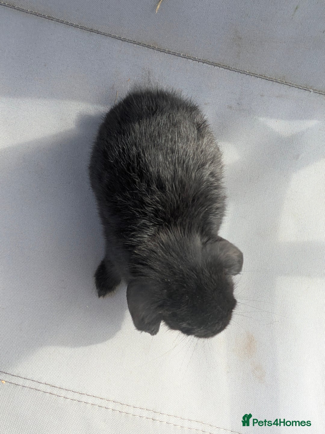Mini Lop rabbits for sale: Beautiful mini lop bunnies 🐇🐰 - Image 21