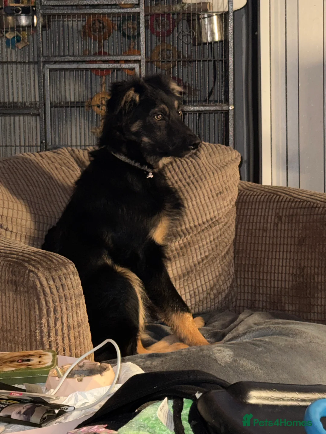 Border Collie dogs for sale: Collie Boy - Advert 1