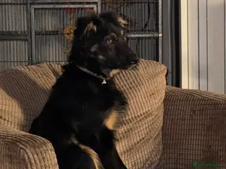 Border Collie dogs Collie Boy - Advert 1