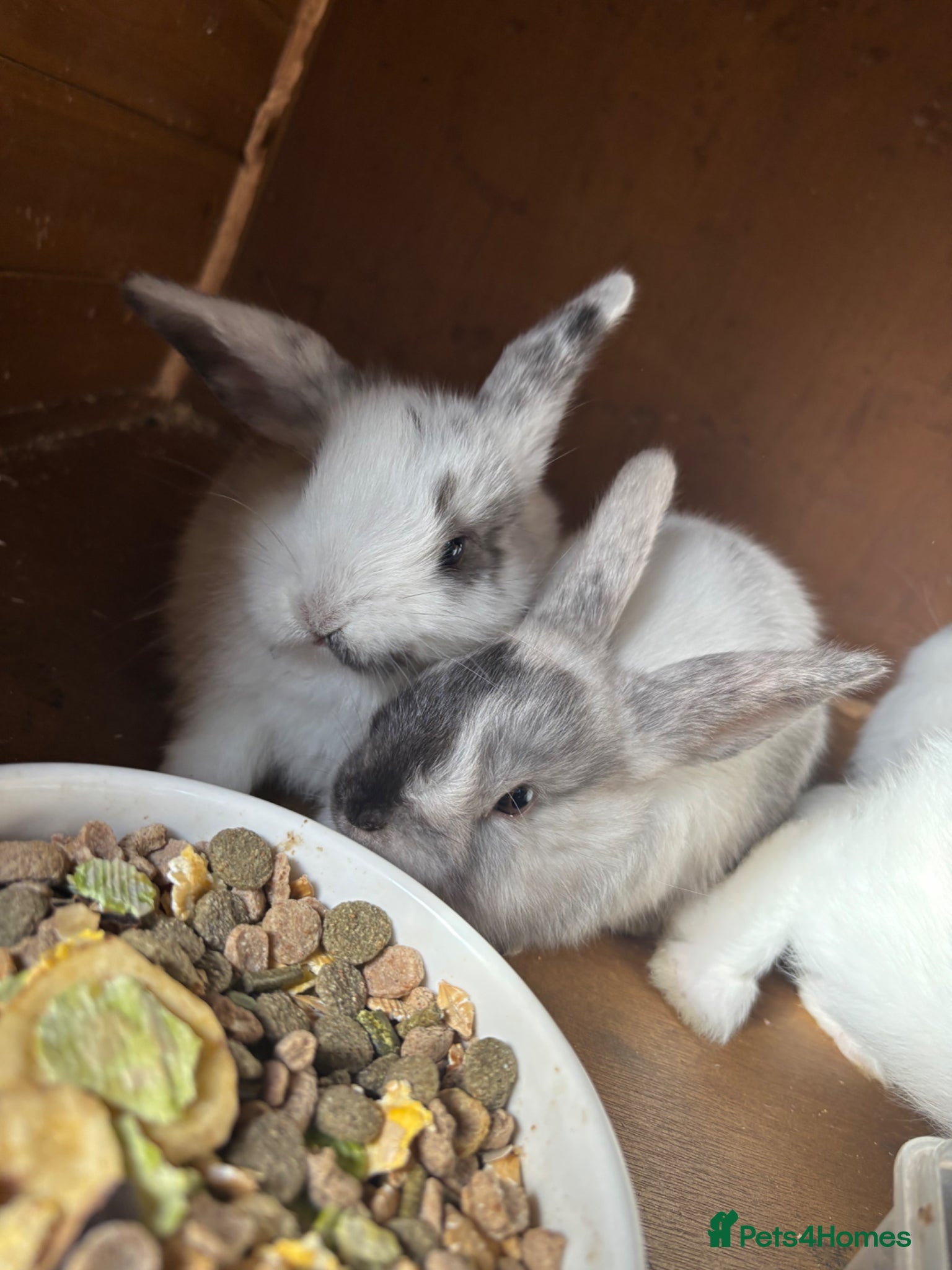 Mini Lop rabbits 3 female mini lops  - Advert 2