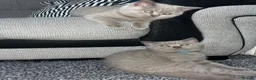 British Shorthair cats for sale: 6 little babies looking for a loving home - Advert 14