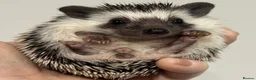 Pygmy Hedgehog rodents for sale: Girls Boys Ethically Bred African Pygmy Hedgehogs - Advert 9