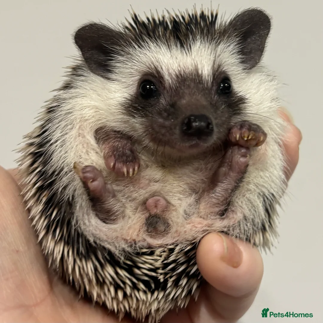 Pygmy Hedgehog rodents for sale: Girls Boys Ethically Bred African Pygmy Hedgehogs - Advert 9