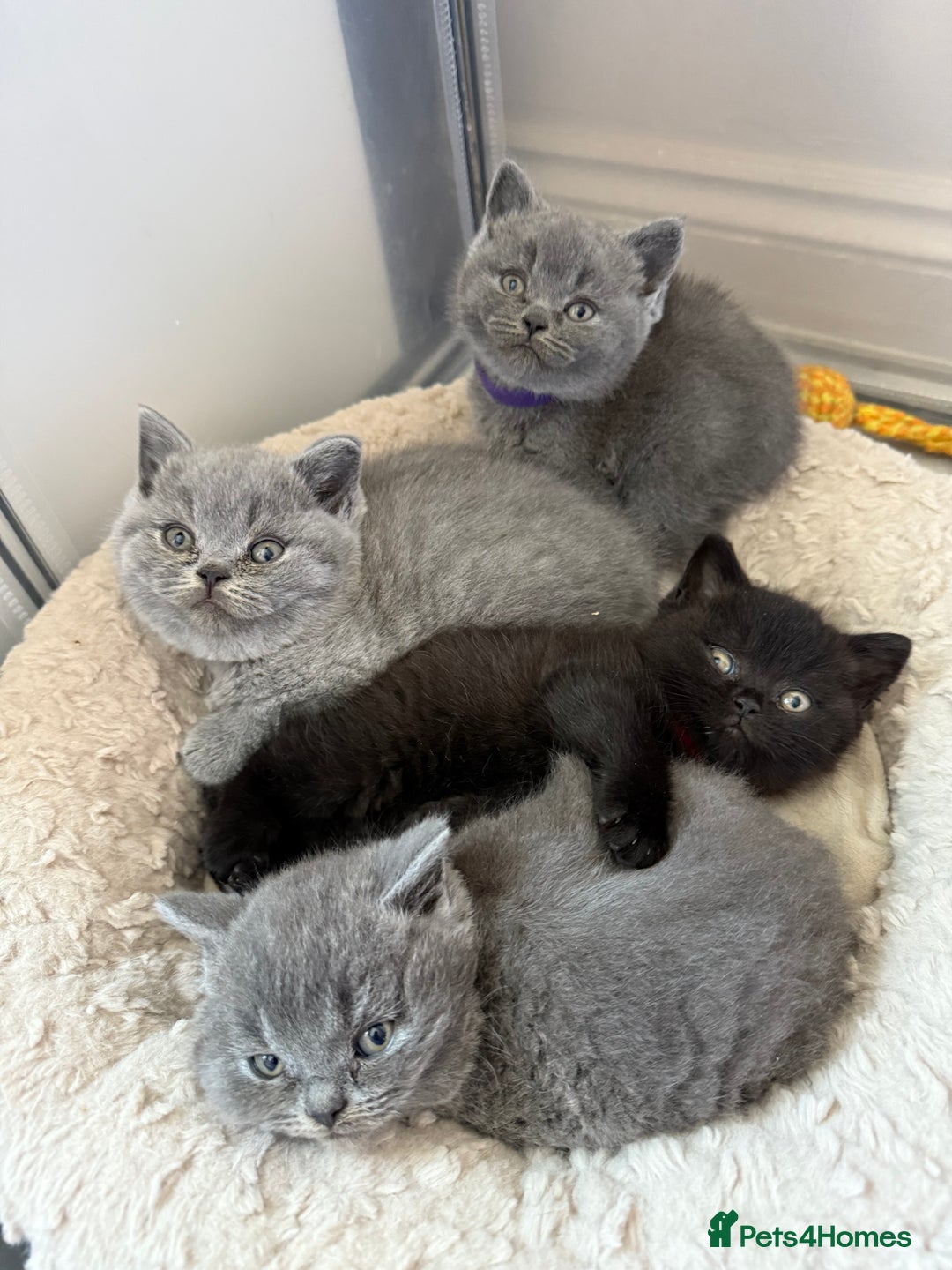 British Shorthair cats for sale: British Shorthair kittens ready mid-October - Image 3