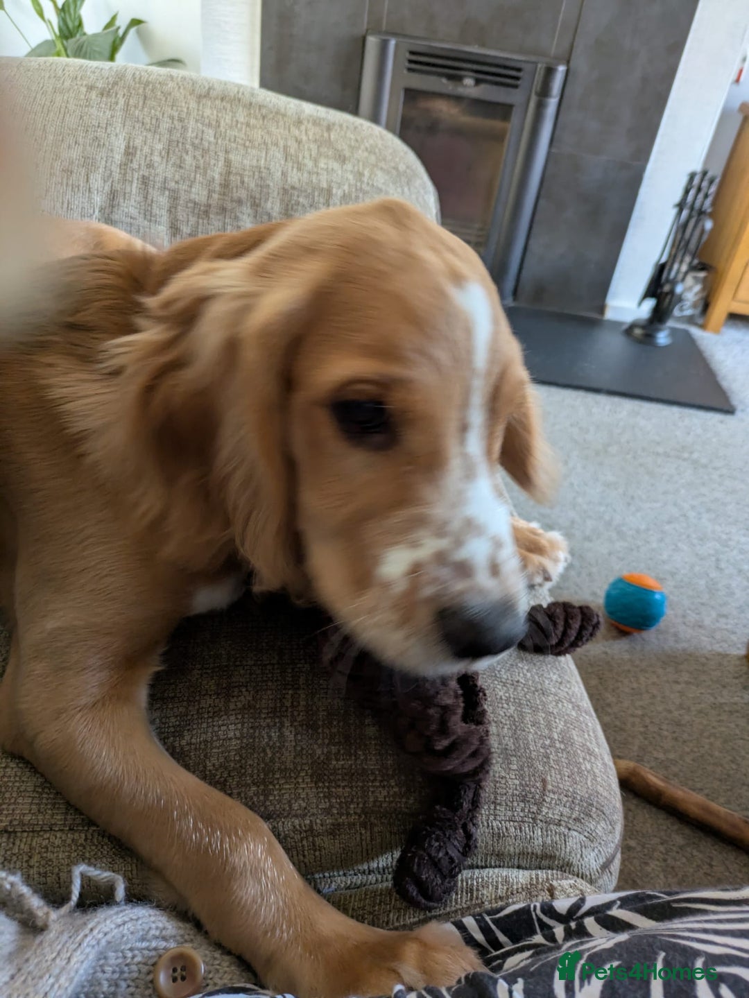 Cocker Spaniel dogs for sale: Golden/red 5 month old cocker spaniel - Image 3