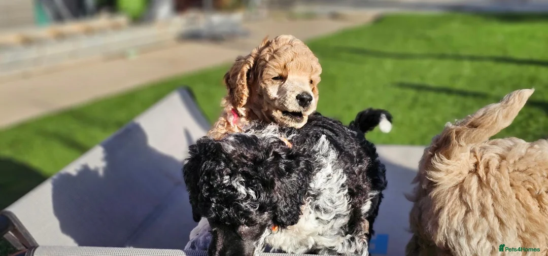 Miniature Poodle dogs for sale: 6 weeks old F1b Moyen Poodle  - Advert 1